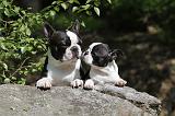 BOSTON TERRIER 223
